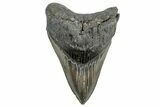 Serrated, Fossil Megalodon Tooth - South Carolina #324269-1